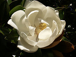 Flor de Magnolio.jpg