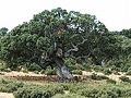 220px-Quercus rotundifolia1.jpg