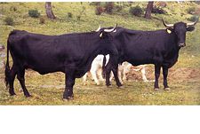 Vaca negra andaluza