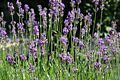 800px-Lavendel 2.jpg