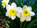 A Perfect Pair Daffodills (Narcissus) - 8.jpg