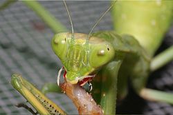 Mantis devouring.jpg