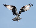 Aguila pescadora.jpg